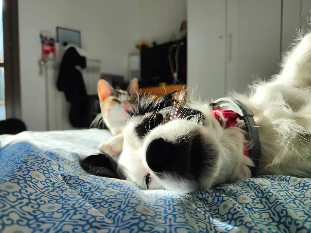Nina e Molly