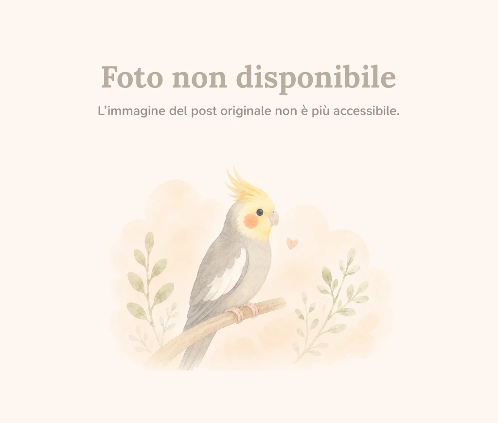 Foto annuncio 1