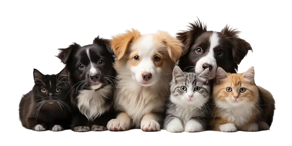 Animali domestici usati come illustrazione della piattaforma BauDar